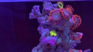 Rock Flower Pico update