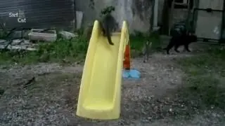 Trending Cute Kittens and Cats on a Slides Compilation NEW