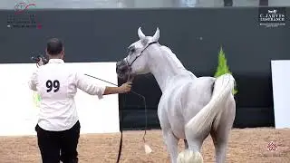 N.99 GHAZAL AL FAWARESS - Morocco Breeders Show 2024 - EAHGC - Yearling Colts (Class 6)