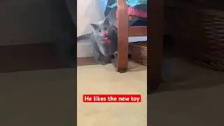 Моему коту нравится играть со своей новой игрушкой.