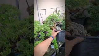 #ConceptPRO🌲#Bonsai_By_PRO🌳#BonsaiThailand🇹🇭#Bonsa🌿i #video🌼#hot💐 #disign🌺