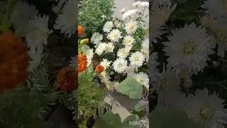 আমার বাগানে শীতের সৌন্দর্য ❤️❤️❤️❤️ #best #gardening #garden #plants #home #daily #minivlog