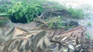 Primitive Deep Hole Fishing - How To Make Deep Hole Fish Trap - Primitive Fish Trap