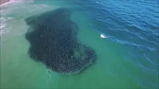 Mullet Run Juno Beach 2018 (Drone)