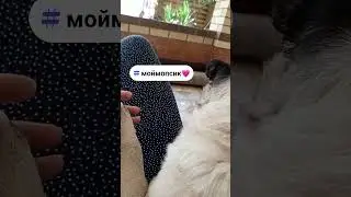 03.07.24 мой любимый)#всемдобра #pug #lifestyle #puglife #мопс