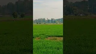 Narc - National Agricultural Research Centre Islamabad
