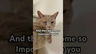 Я люблю своих кошек #кошка #кошки #видеоскошками