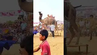 yd hrdjgydujdbfvfgueiebvdryhgveuiwtvtkkricuchfvtvoridixcnxbgt #love #camel #comedy