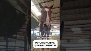 Rescue the horse for auction, we need you!! #help #horse