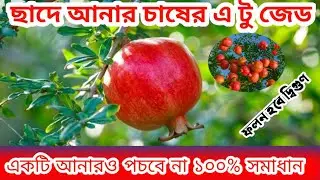ছাদবাগান ও ছাদ কৃষিতে আনার চাষ || আনার গাছে ফুল ফলে ভরে যাবে || আনার পচার ১০০% সমাধান || ফলন দ্বিগুণ