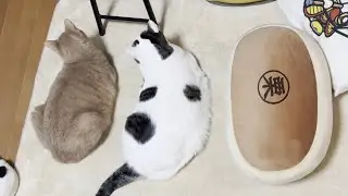 ホットカーペットを満喫する太猫