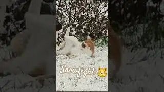 #snow #cat #blackandwithe #red #rockybalboa #eyeofthetiger #fun #shorts