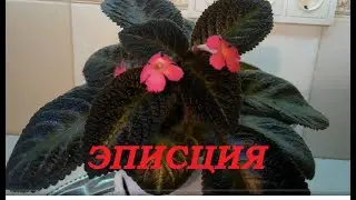 Эписция Розовая пантера- размножение и уход.  // Episcia Pink Panther-breeding and care.//