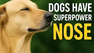 Dogs Have Superpower Nose 👃🐶 | Amazing Dog Smelling Facts | Muneeb Animal World
