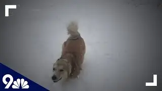RAW: Dog running in slow motion in snow