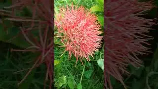 I Found A Football Lily! #gardeningcommunity #plantparenthood #plantdiscovery