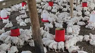 Why i Love Broiler Farming.
