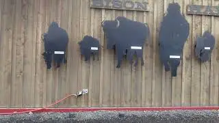 Alaska Wildlife Conservation Center | Travel: Alaska (Girdwood, Seward Highway)