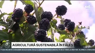 O familie revenită din străinătate cultivă mure, zmeură și alun în nordul țării
