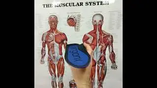 Explore Ergonx Ultra Soft Orthotic Insole's antibacterial upper for healthier feet!