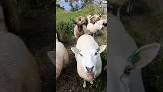 Zmiksuj dźwięk kury, owcy i pawia🐓🐑🦃