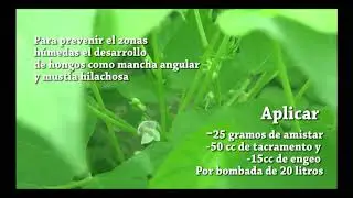 Recomendaciones para cultivo de frijol en periodo lluvioso