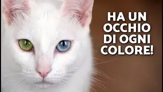 Questo &egrave; il Khao Manee o Gatto della Buona Fortuna! 🤍🍀🐈 | Caratteristiche incredibili del Khao Manee
