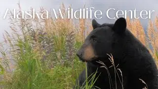 Alaska Wildlife Conservation Center, hiking Glen Alps Trail