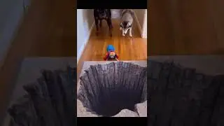 Dogs React To Optical Illusion Trap! 😂