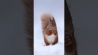 Red Squirrel vs Eastern Chipmunk
