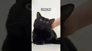 Who loves me online?🥹✨🥰 #foryou #cuteanimals #cute #cutecat #catshorts #shorts #blackcat #love