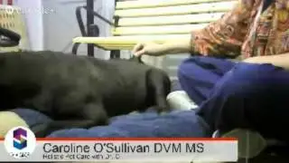 Change Your Range Consultation with Dr.O's Dog