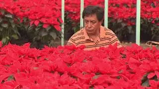 Itinerario - Nochebuenas en Xochimilco