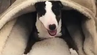 Snoozer Cozy Cave Reviews