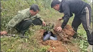 Terrified cries and a rescue of people from a venomous snake attack on a hillside.