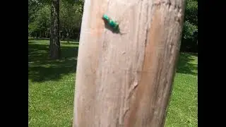 Green sweat bee