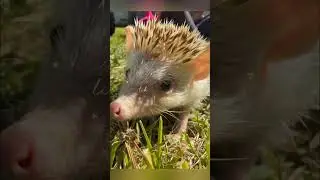 Meet Hedgie | Hedgehog The Cutest Little Explorer Ever! 🦔💫