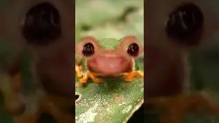 frogii poggii