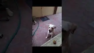 Dog training fail moments