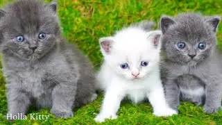 Happy Kittens Rolling on the Grass &ndash; Cute & Funny Cat Compilation 🐱🌿💖
