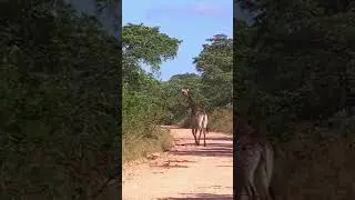 jirafas, est&aacute;n molestas, disputando territorio
