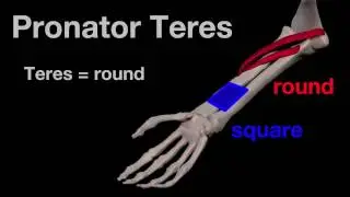 Arm Muscles: 24 Pronator Teres