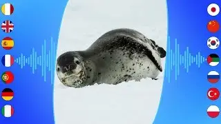 Dźwięki Wodne: Amfitryta Lamparcia