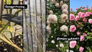 🌹ரோஜா செடியை சரியாக வெட்டுவது எப்படி? | Rose Pruning in Tamil #மாடித்தோட்டம் ​#rose #gardeningtips 