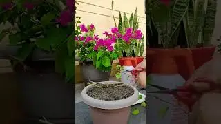 Watch how to propagate Bougainvillea plant in just 10 days. #propagate #bougainvillea #flowerlovers