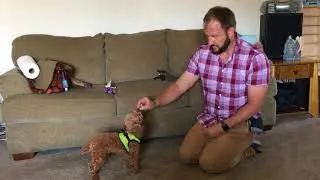 Teaching Murphy How to Sit, Lay Down, Sit up and Stand