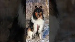 Gina's Fotoshooting in Bottrop 🐕 ❤️