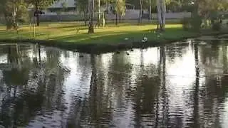 Les Atkinson Park Sunnybank