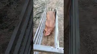 #pig Станок, клетка, для перегона и прививок поросят🐷 от 3 месяцев и старше😉