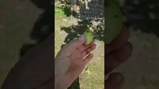 Qax. Pavlonya  ağacı 🏕🏕🏕 Kənd adamı  | K&ouml;y İnsanı
